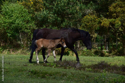 Pony New Forest National Park Hampshire England UK