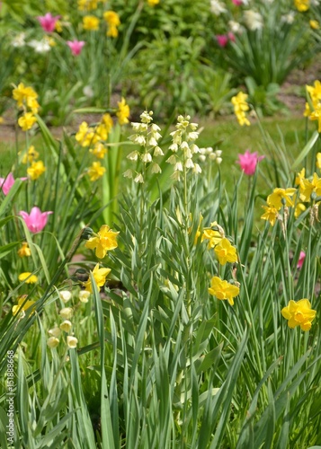 Frühblüher - Narzissen und Tulpen blühen im Park