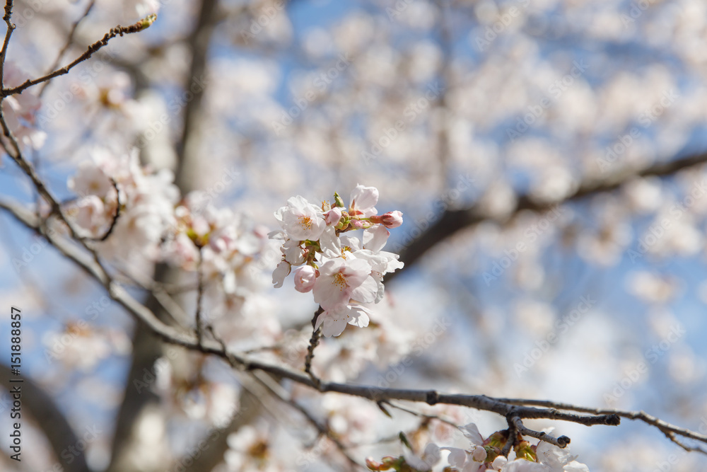 spring cherry blossom New York spring cherry blossom New York