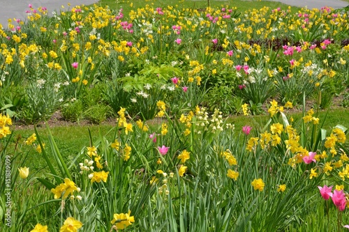 Fototapeta Naklejka Na Ścianę i Meble -  Frühblüher - Narzissen und Tulpen blühen im Park