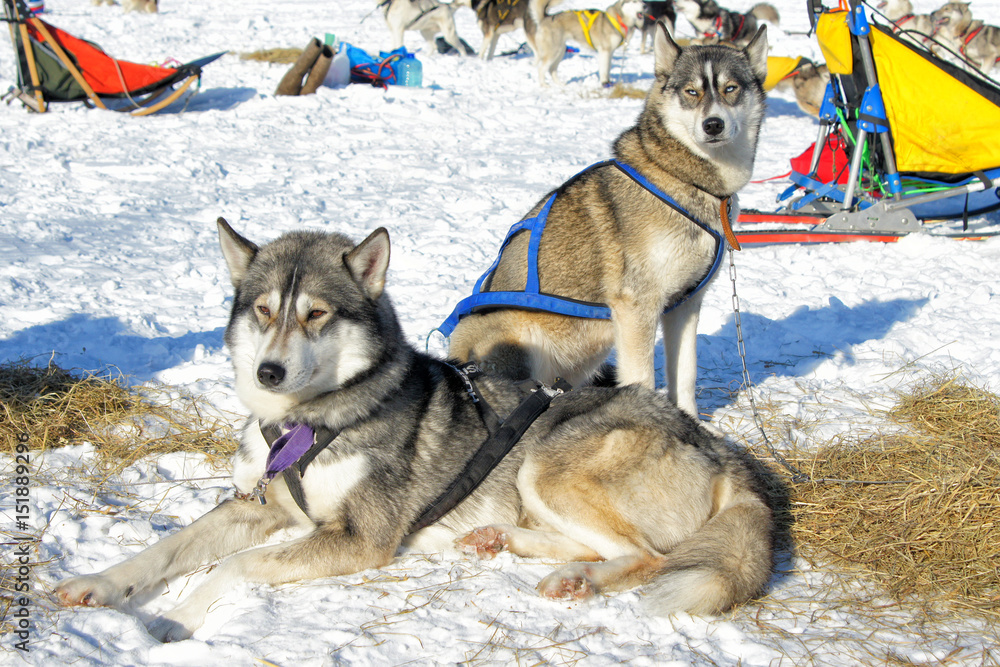 Two dogs husky in the snow, one is sitting, the other is standing, thinking about something. Two dogs husky in the snow, one is sitting, the other is standing, thinking about something.