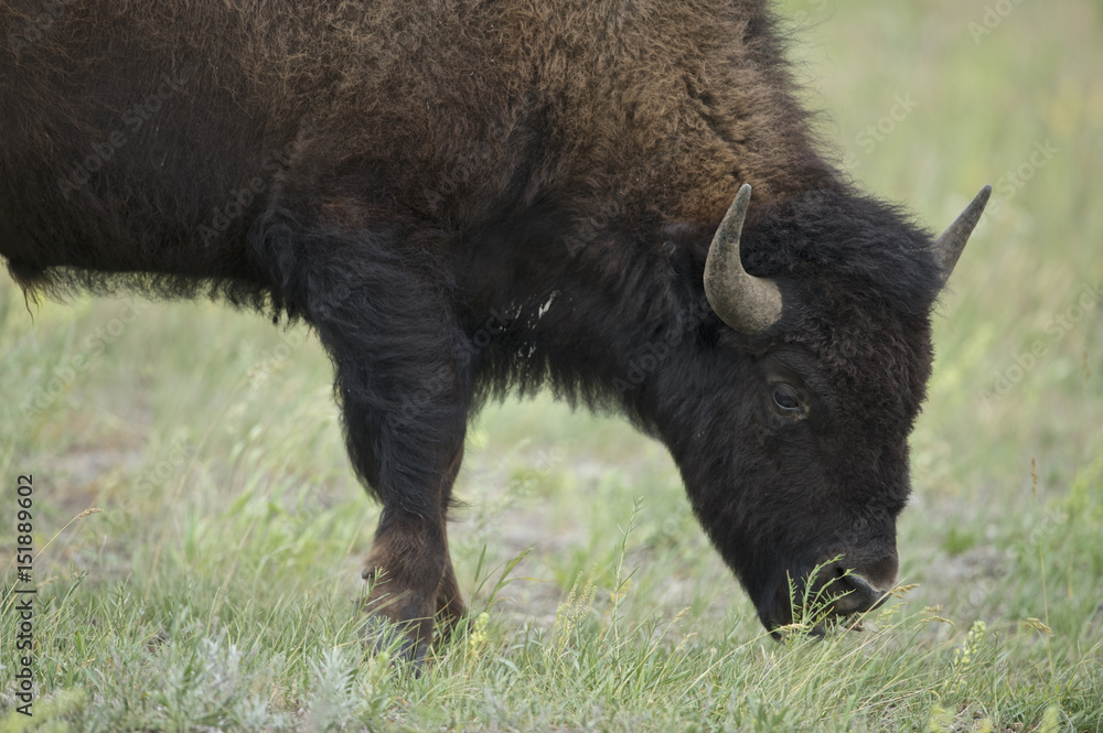 American Bison (Bison bison) Grand Teton NP, Wyoming American Bison (Bison bison) Grand Teton NP, Wyoming