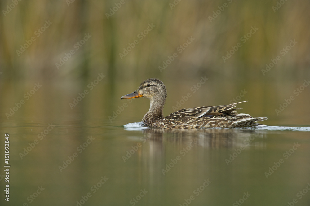 mallard or wild duck (Anas platyrhynchos), female mallard or wild duck (Anas platyrhynchos), female