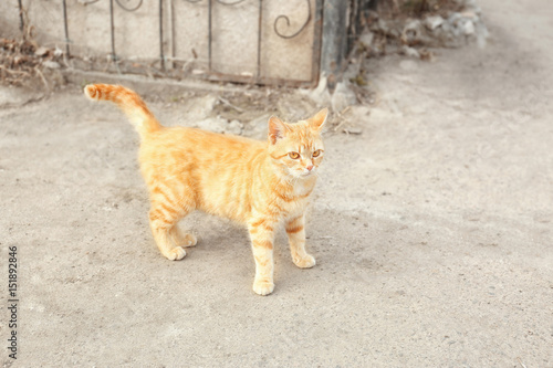 Cat walking on street