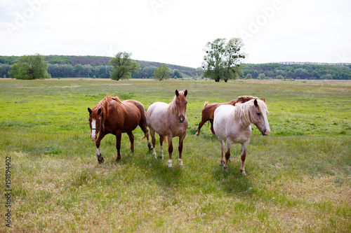 Family horses on a green meadow