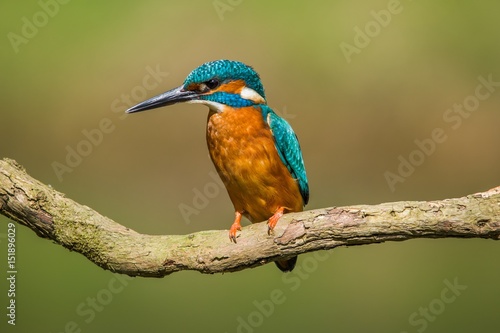Kingfisher  © Ian