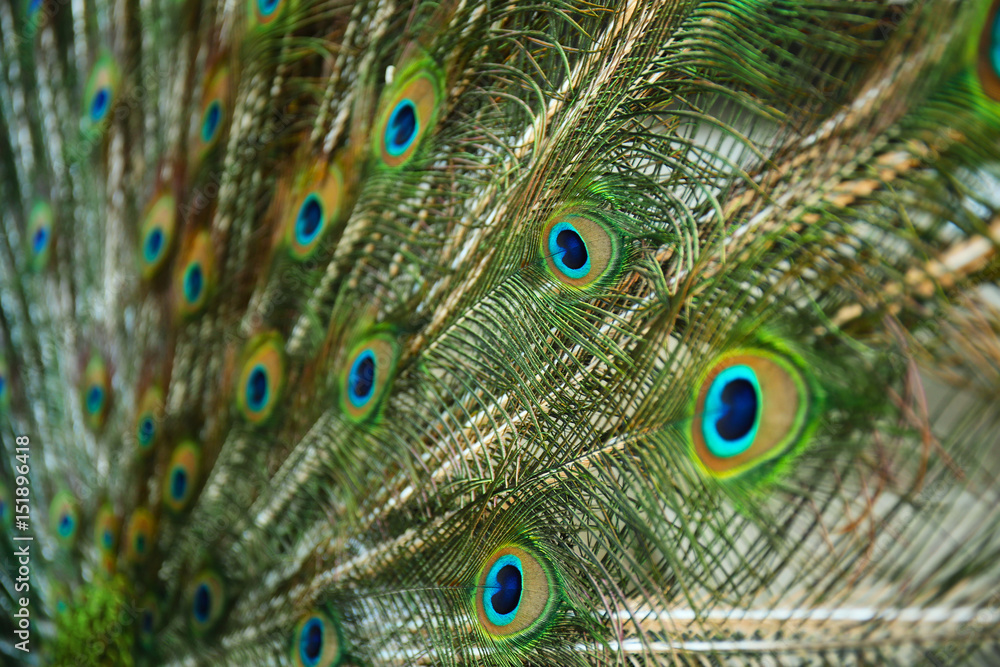 Obraz premium Beautiful colorful tail of peacock, closeup