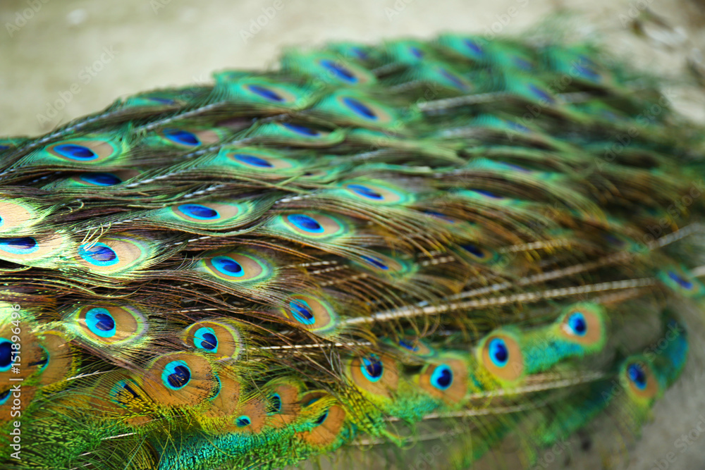Fototapeta premium Beautiful colorful tail of peacock, closeup