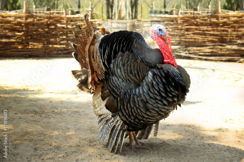 Funny turkey in zoological garden