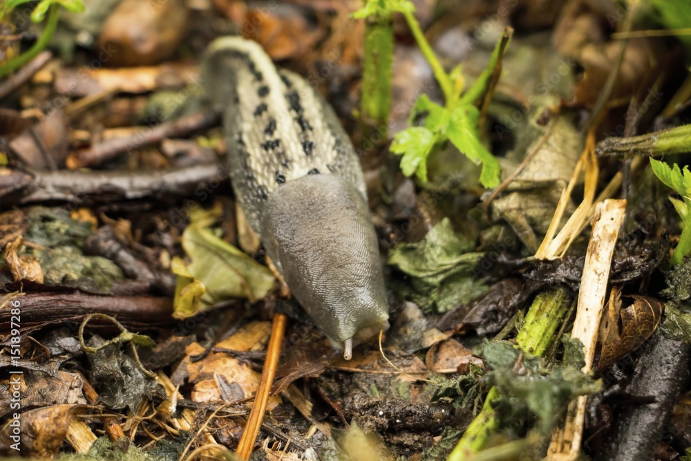 Snail Snail