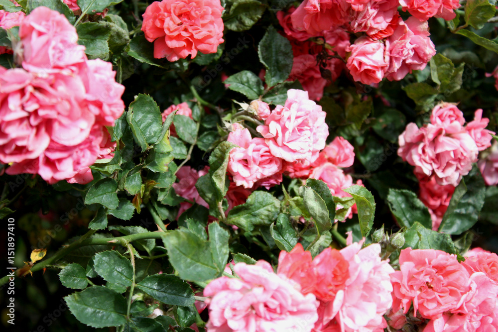 Pink Garden Flowers Pink Garden Flowers