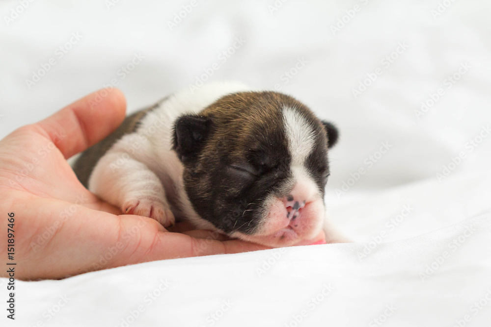 Newborn french bulldog puppy sleeping in breeder's hand on a white blanket
