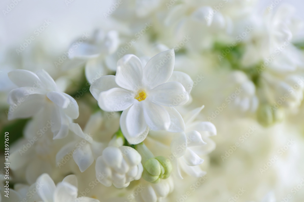 Bunch of beautiful lilac flowers, closeup Bunch of beautiful lilac flowers, closeup