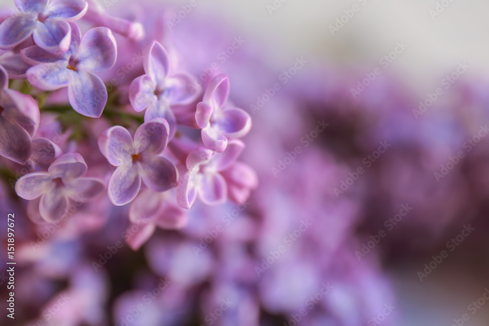 Bunch of beautiful lilac flowers, closeup Bunch of beautiful lilac flowers, closeup