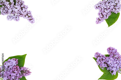 Composition of beautiful lilac flowers on white background
