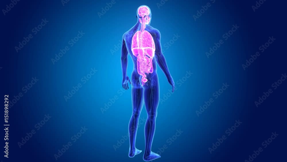 Organs with anatomy. Organs with anatomy.