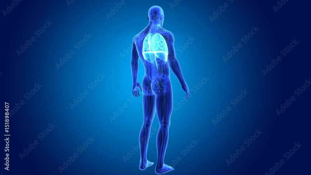 Heart, Lungs and Diaphragm with anatomy Heart, Lungs and Diaphragm with anatomy