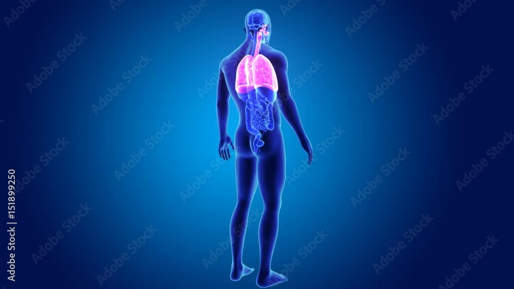 Lungs and Heart with organs