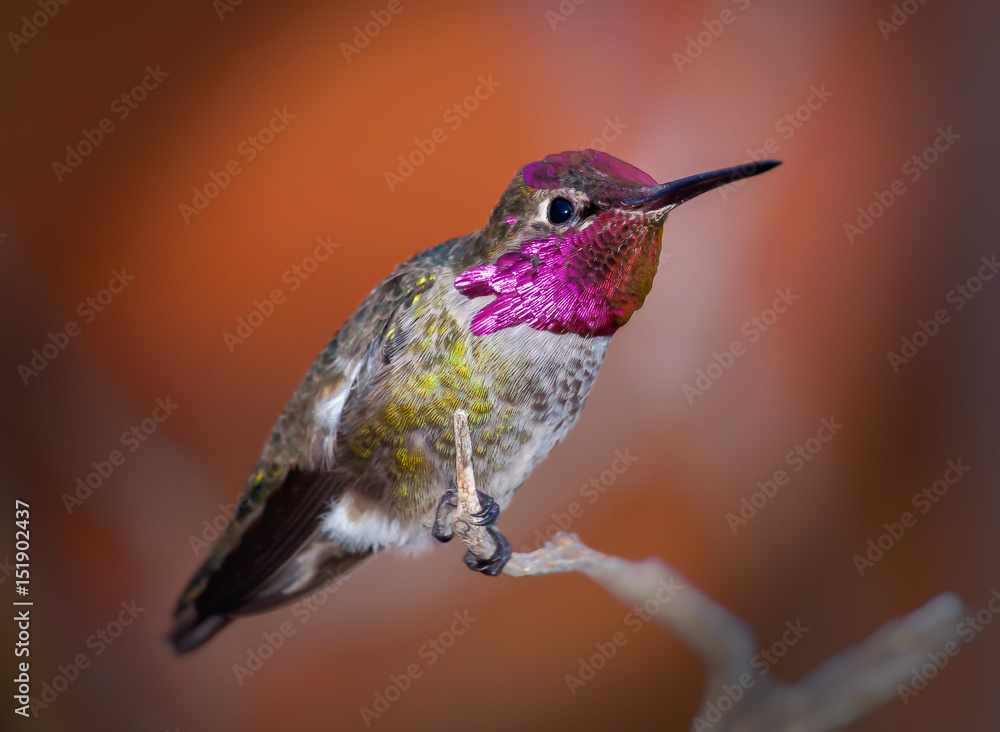 Obraz premium Male Anna's Hummingbird on Branch with Brick Red Background