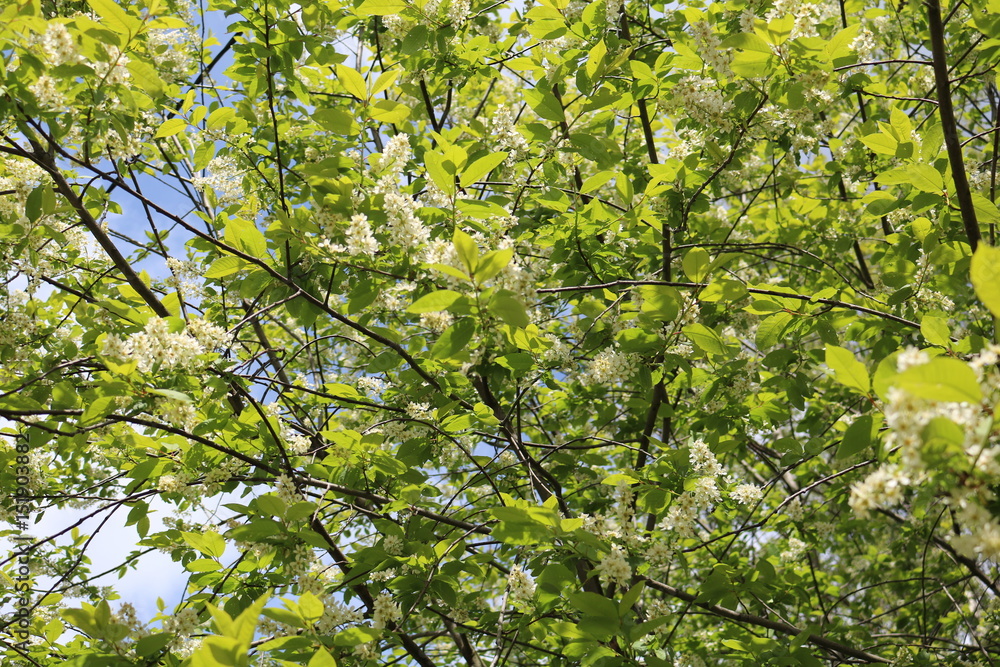 Common bird cherry (Prunus padus), wild Cherry or wrist, or Cherry bird— a species of small trees or shrubs of the genus Plum Pink family Common bird cherry (Prunus padus), wild Cherry or wrist, or Cherry bird— a species of small trees or shrubs of the genus Plum Pink family