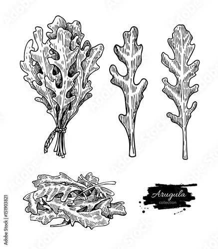 Arugula leaf hand drawn vector illustration set. Isolated Vegetable engraved style object. Detailed vegetarian food