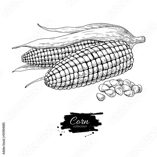 Corn hand drawn vector illustration. Isolated Vegetable engraved style object. Detailed vegetarian food drawing.
