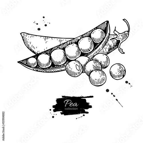 Pea hand drawn vector illustration. Isolated Vegetable engraved style object. Detailed vegetarian food drawing