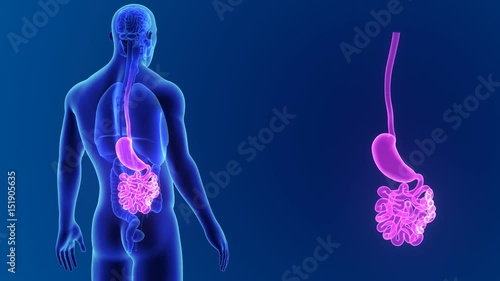 Stomach and Small Intestine with organs photo