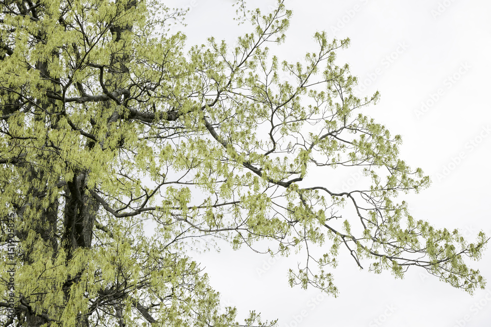 Fototapeta premium Delicate Spring Growth