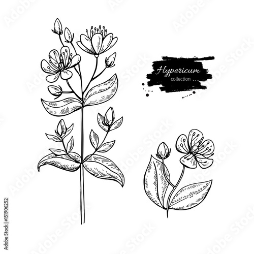 St. John's wort vector drawing set. Isolated hypericum wild flower and leaves. Herbal engraved style illustration photo