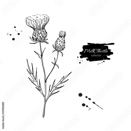 Obraz na płótnie Milk thistle flower vector drawing set