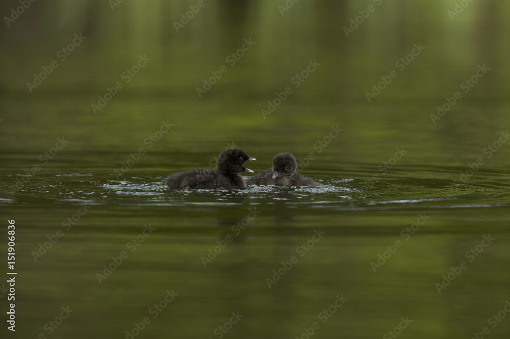 Great Northern Loon (Gavia immer), Common Loon with just hatched chick Great Northern Loon (Gavia immer), Common Loon with just hatched chick