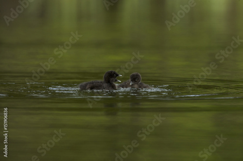 Great Northern Loon (Gavia immer), Common Loon with just hatched chick © Enrique