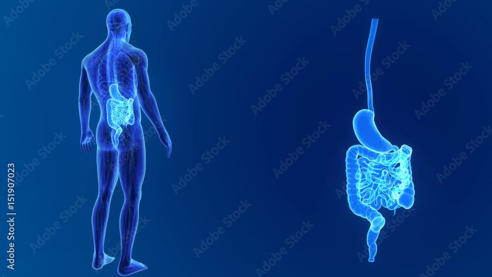 Stomach and Intestine with organs and circulatory system Stomach and Intestine with organs and circulatory system