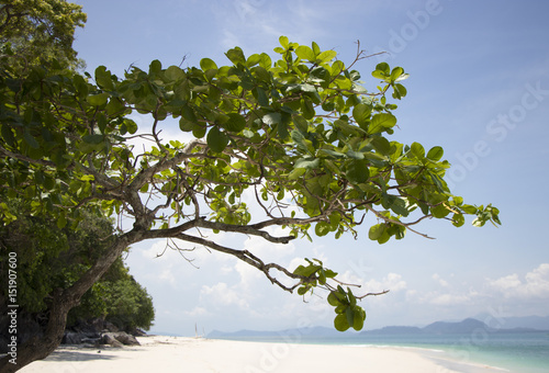 Fototapeta Naklejka Na Ścianę i Meble -  Tree branch on white sand beach beautiful in nature 