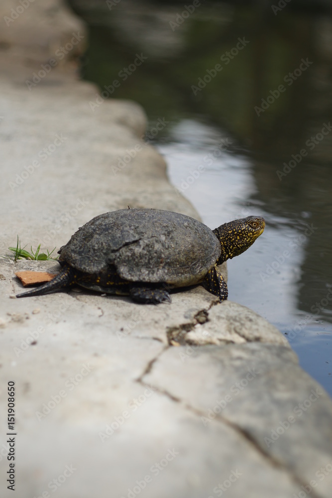 Obraz premium Turtle shot on vintage lens