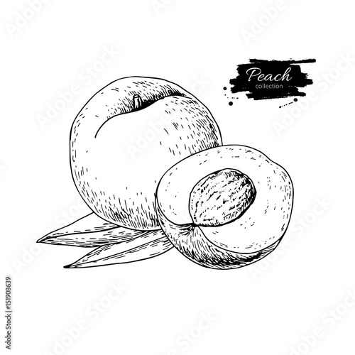 Peach vector drawing. Isolated hand drawn peach and sliced piece
