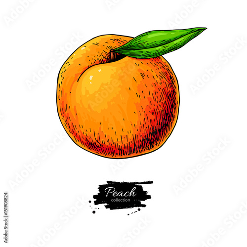 Peach vector drawing. Isolated hand drawn object on white backgr