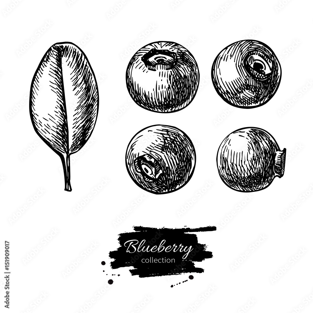 Fotografie Blueberry vector drawing set. Isolated hand drawn berry and leaf