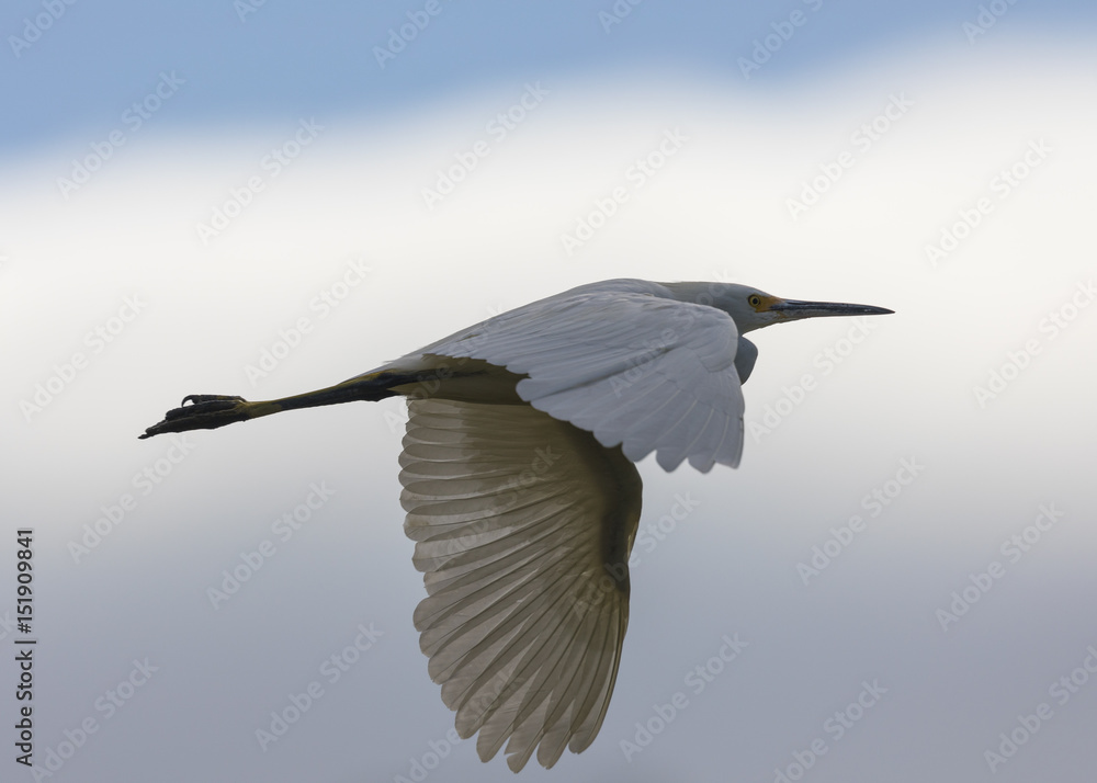 Fototapeta premium Great egret flying in the wild in North California