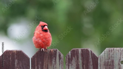Cardinal red bird on a wooden fence.