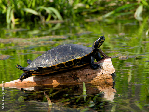 Suwannee Cooter turtle basks on a log in the river.