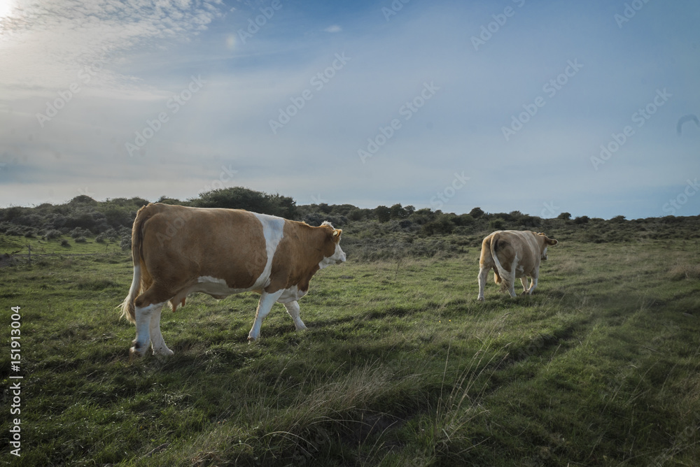Obraz premium Two Brown Cows