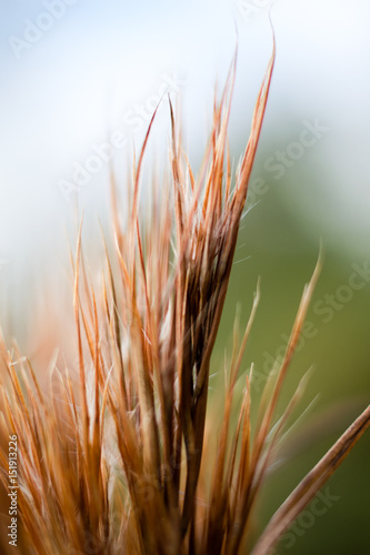 Straw in the Wind