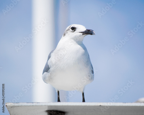 Seagull hitching a Ride