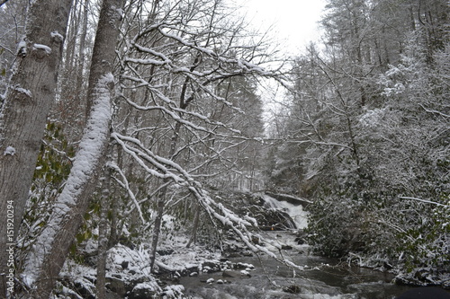 winter snow capped tree