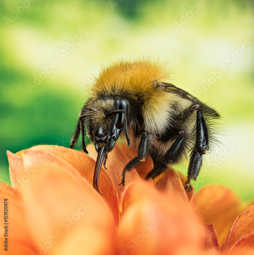 Focus Stacking - Field Bumblebee, Common Carder Bumblebee, Bumblebee, Dumbledor, Dumbledore