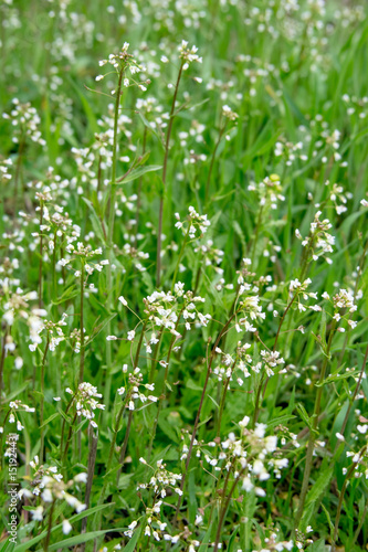 White flowers in the grass