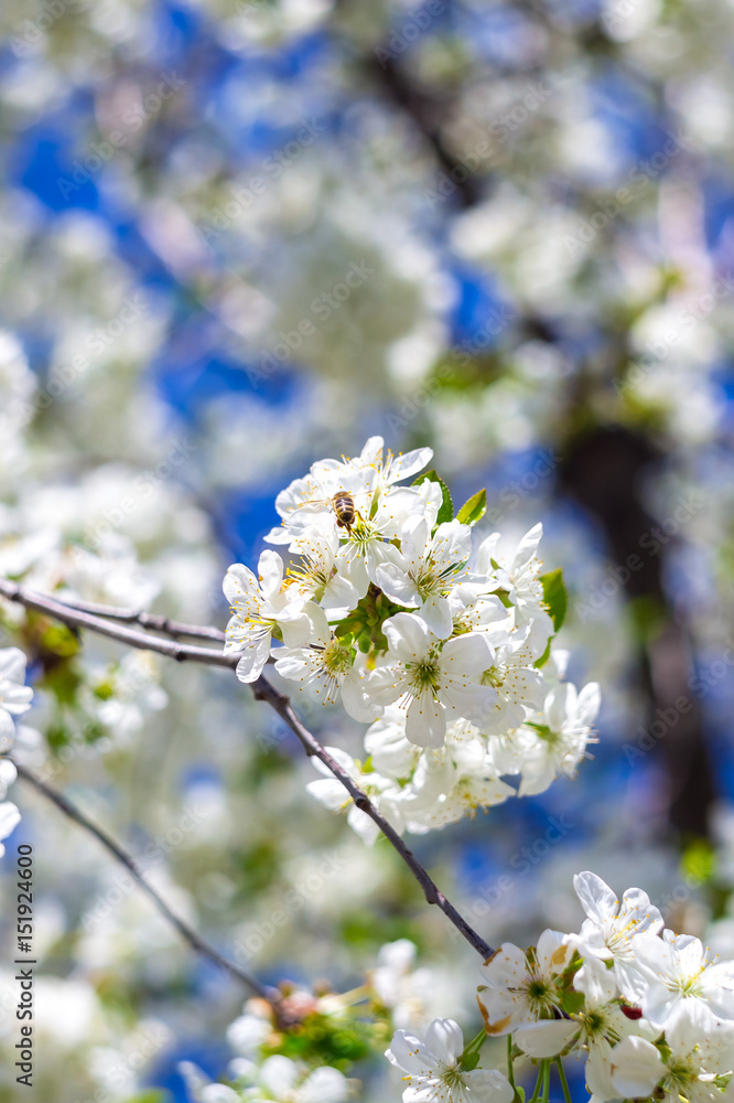Spring flowered trees