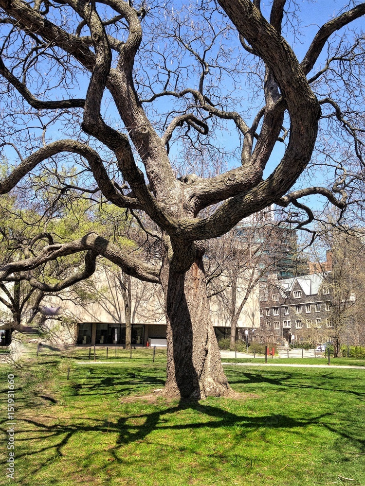 Sunlit bare tree with curved branches in city park Sunlit bare tree with curved branches in city park